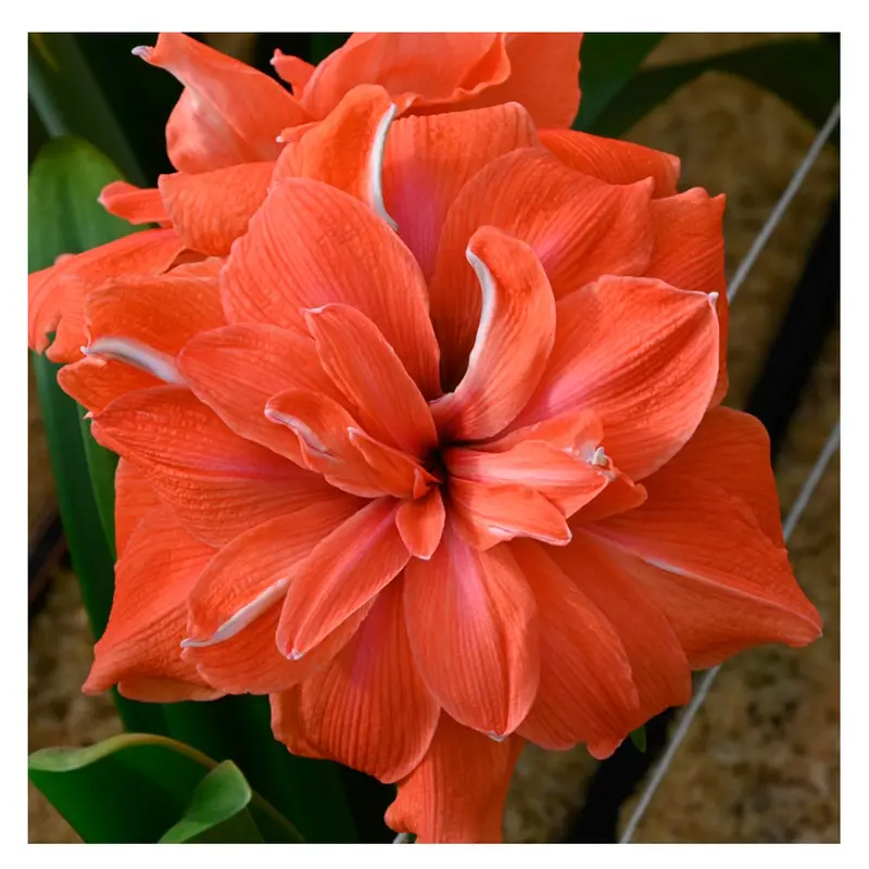 1 Bulbo De Hippeastrum 'coral Belle' Amaryllis