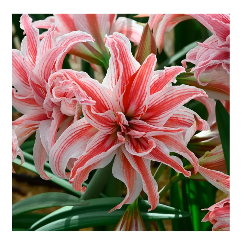 1 Bulbo De Hippeastrum 'doublet' Amaryllis