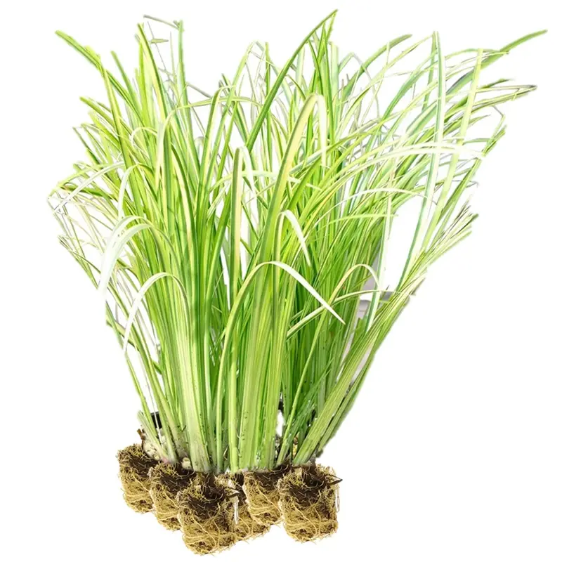 Ácoro - Acorus Calamus - 15 Plantas