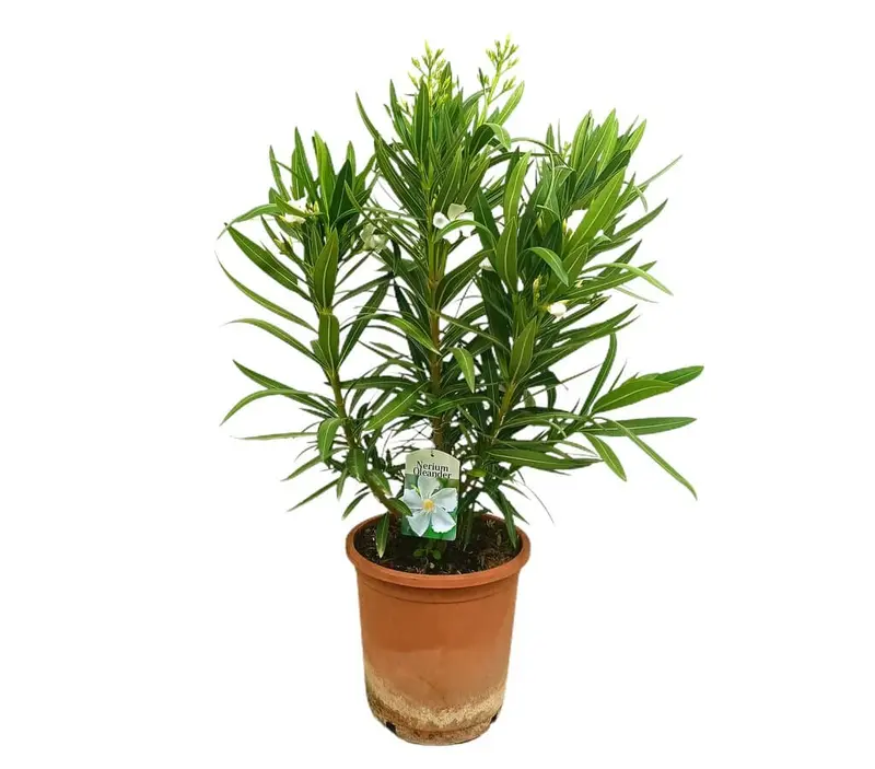 Adelfa Blanca M25 60-80cm (valadre O Nerium Oleander)