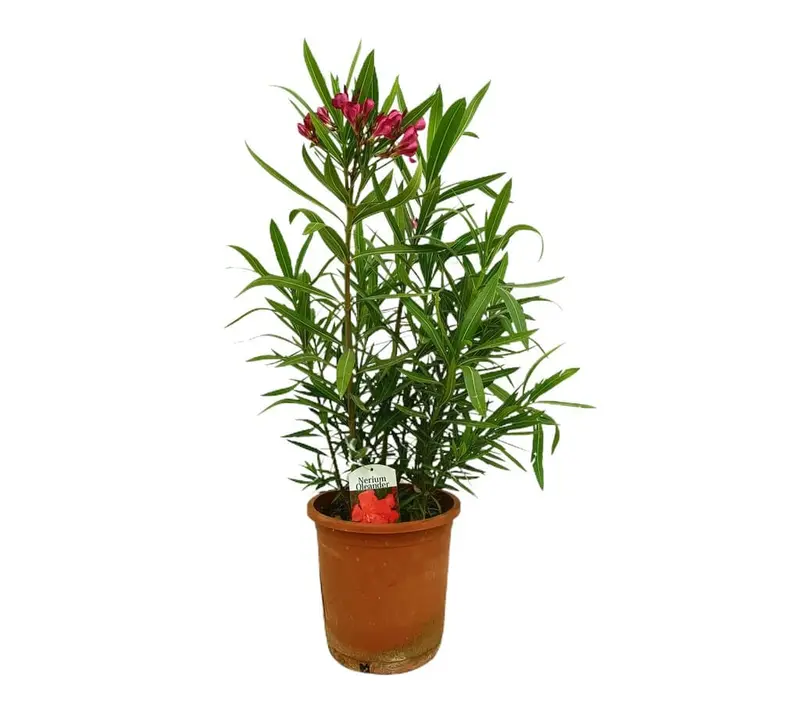 Adelfa Roja M25 60-80cm (valadre O Nerium Oleander)