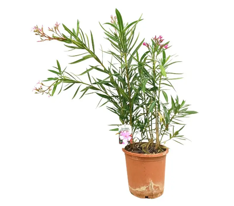 Adelfa Rosa M25 60-80cm (valadre O Nerium Oleander)