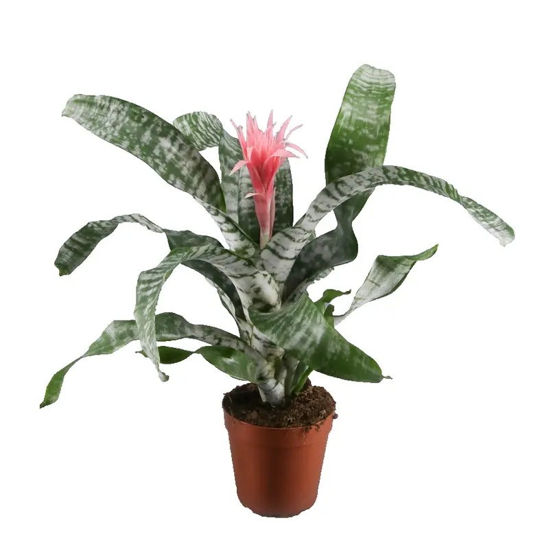 Aechmea Primera Bromelia Plana De Interior