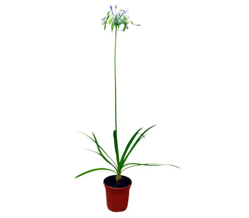Agapanthus Africano Azul M17 80-100cm