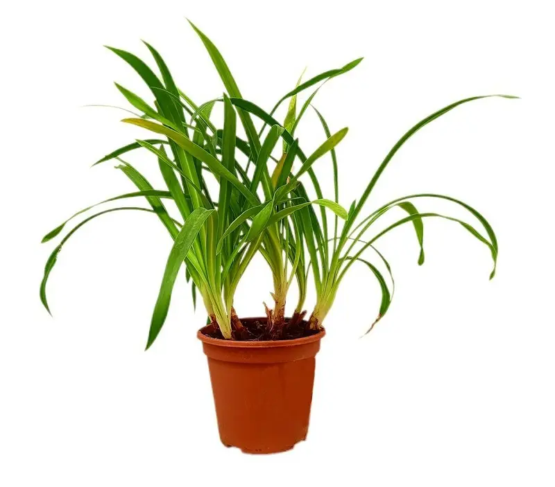 Agapanthus Africano Blanco M17 40 - 50cm