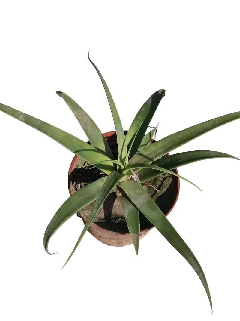 Agave Bracteosa Planta Suculenta Ø8 Cm