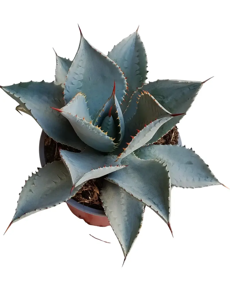 Agave Dragon Toes Planta Suculenta Natural Ø13