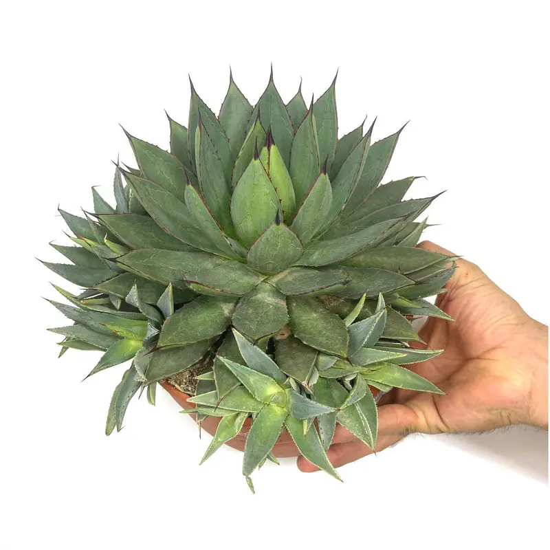 Agave Filifera Isthmensis T20 30cm