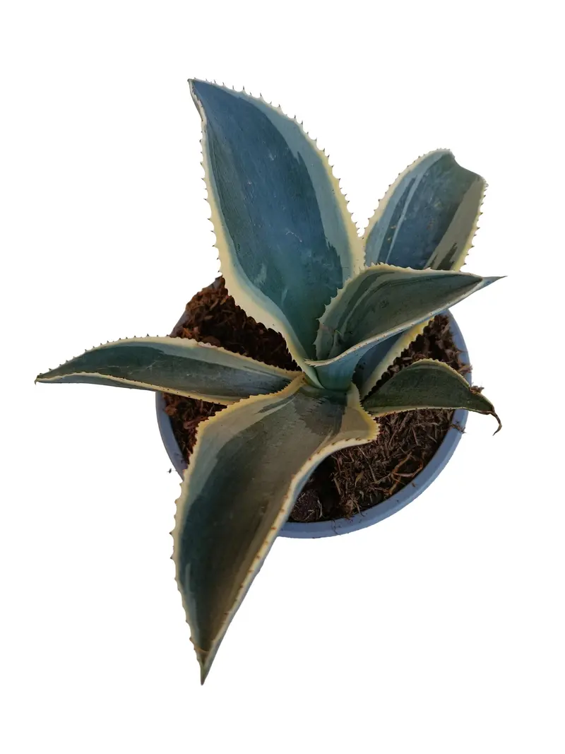 Agave Ivory Curl Planta Suculenta Natural Ø13