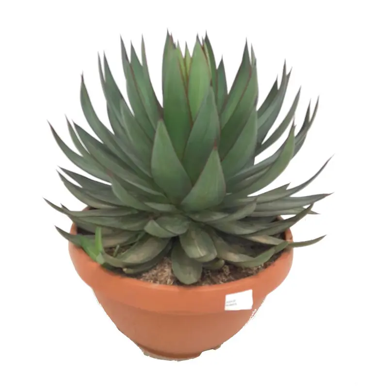 Agave Romanii T20 35cm
