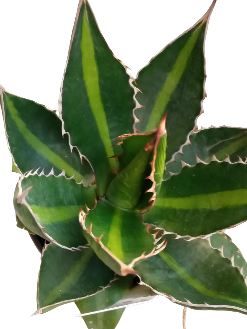 Agave Univitatta Splendida Planta Suculenta Joven De Sol Ø8 Cm