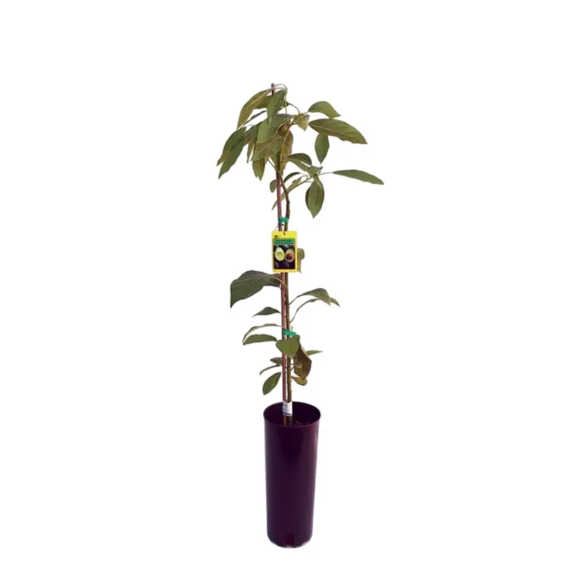 Aguacate Hass Maceta 120 Cm