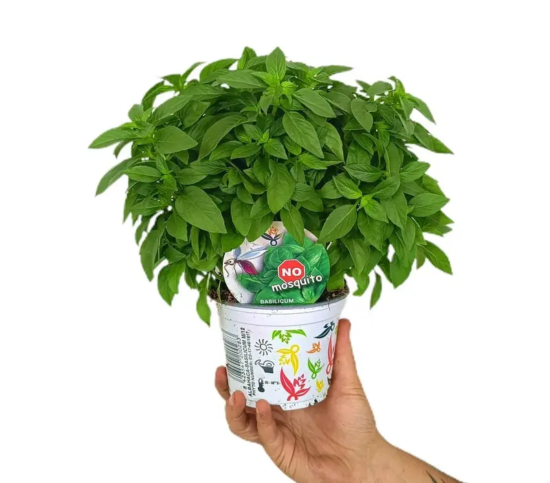 Albahaca M12