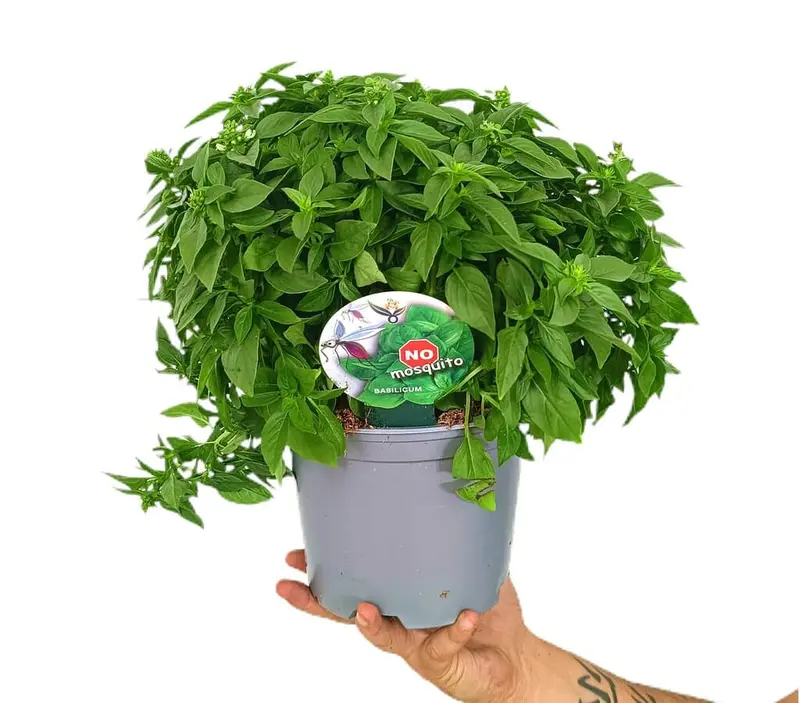 Albahaca M17