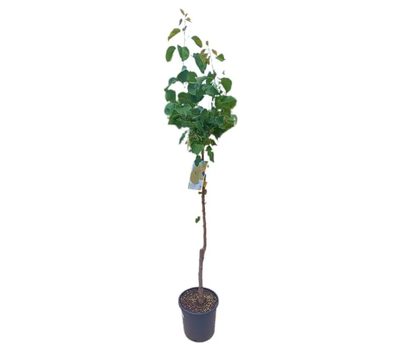 Albaricoquero Moniqui M25 100-120cm
