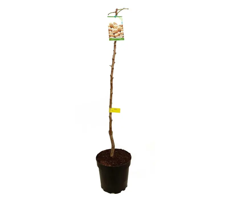 Almendro Desmayo M25 120-150cm
