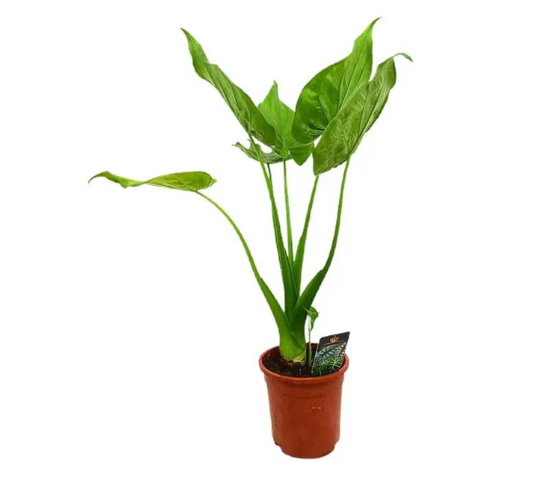 Alocasia Cucullata M17 60-80cm