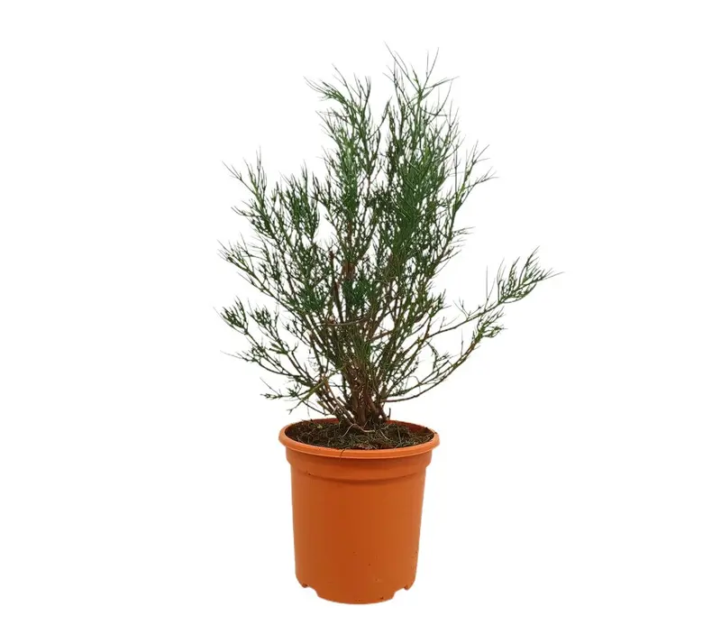 Alyogyne Hakeifolia M24 80cm