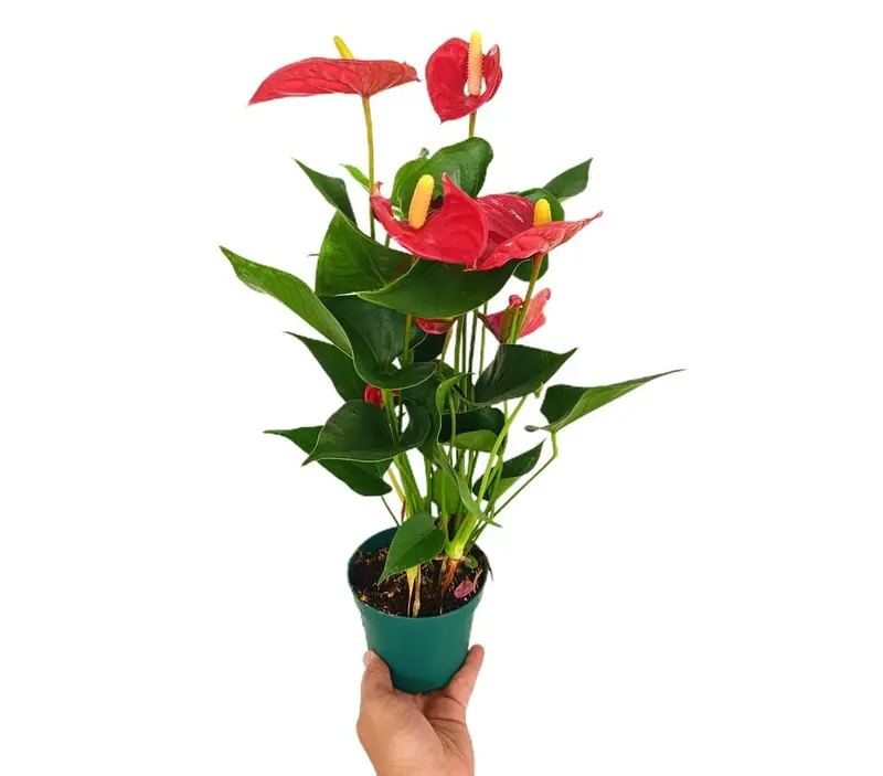 Anthurium Andreanum M12 50cm