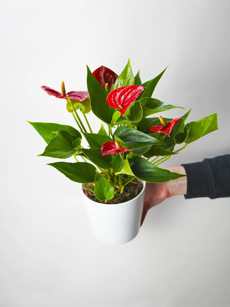 Anthurium Rojo | Altura 60cm - Diámetro 17cm