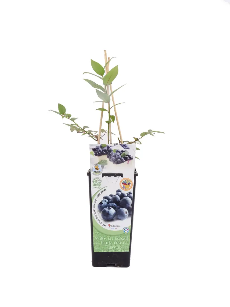 Arándano En Maceta 2 L. Natural - Fitoralia