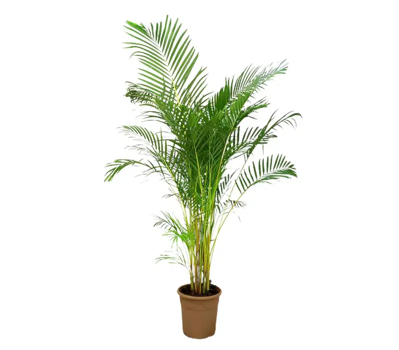 Areca Lutescens M35 200-220cm