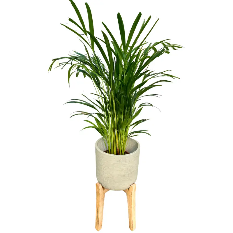 Areca