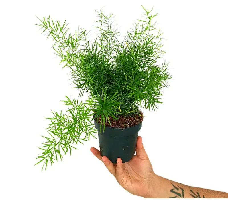 Asparagus Densiflorus Sprengeri M13