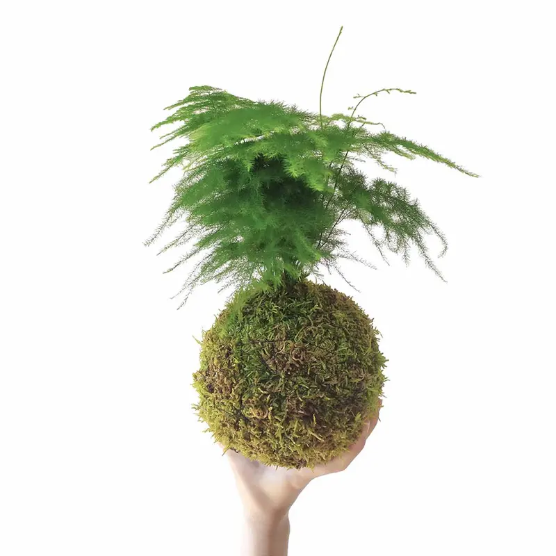 Asparagus En Kokedama Musgo