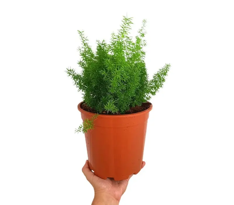 Asparagus Meyerii M20