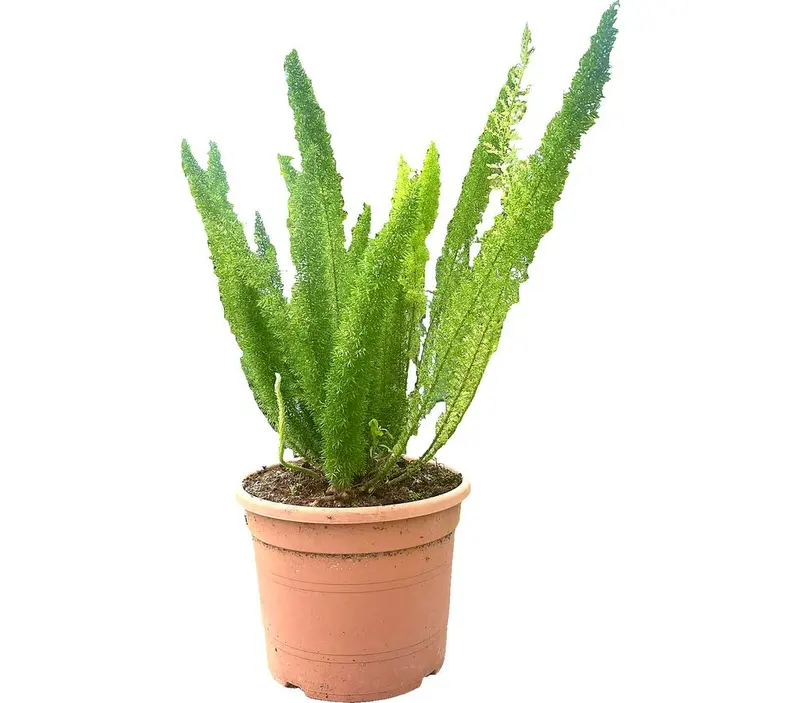 Asparagus Meyerii M30 60cm