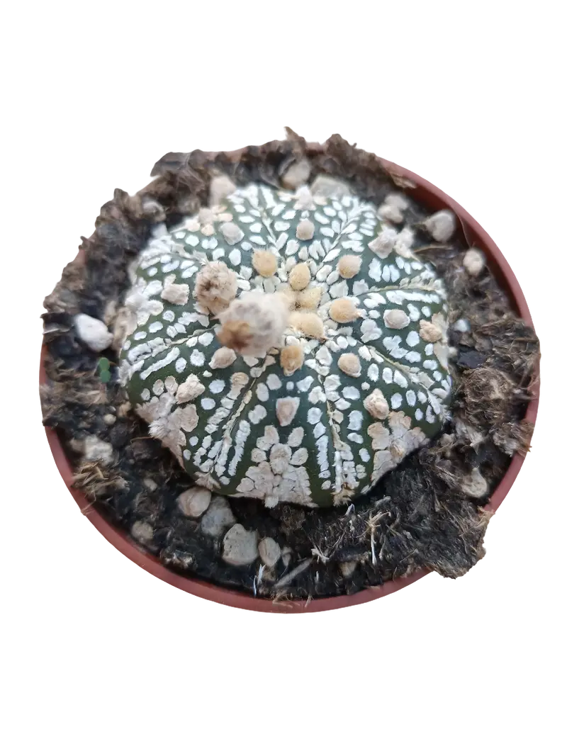 Astrophytum Asterias Superkabuto Planta Cactus Ø8