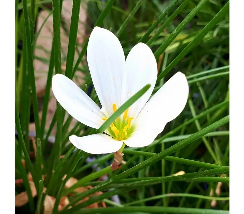 Azucena De Agua