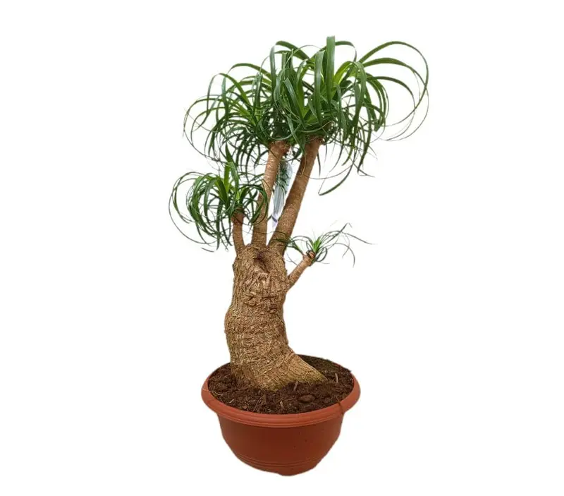 Beaucarnea Ramificada M24 60-80cm