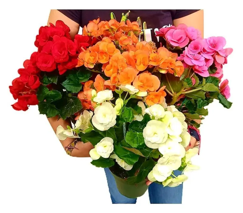 Begonia Eliator M13