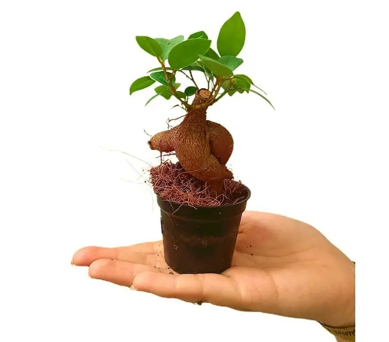 Bonsai Ficus Microcarpa Ginseng M6