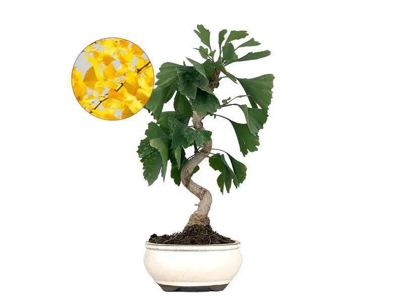 Bonsái Ginkgo Biloba 8 Años