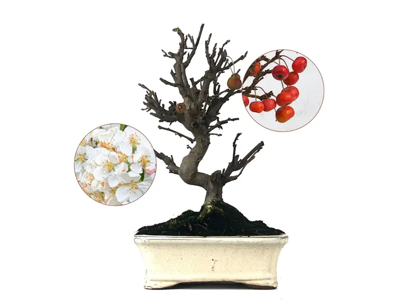 Bonsái Malus – Manzano 10 Años