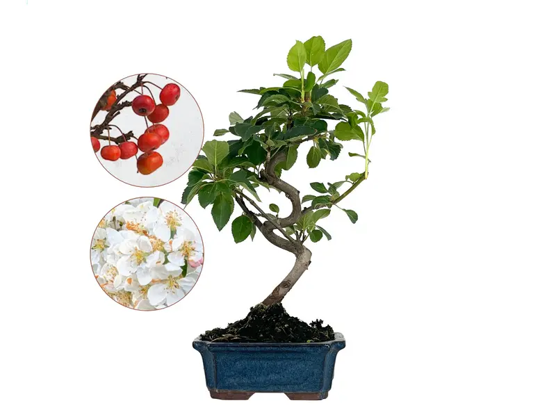 Bonsái Malus – Manzano 7 Años