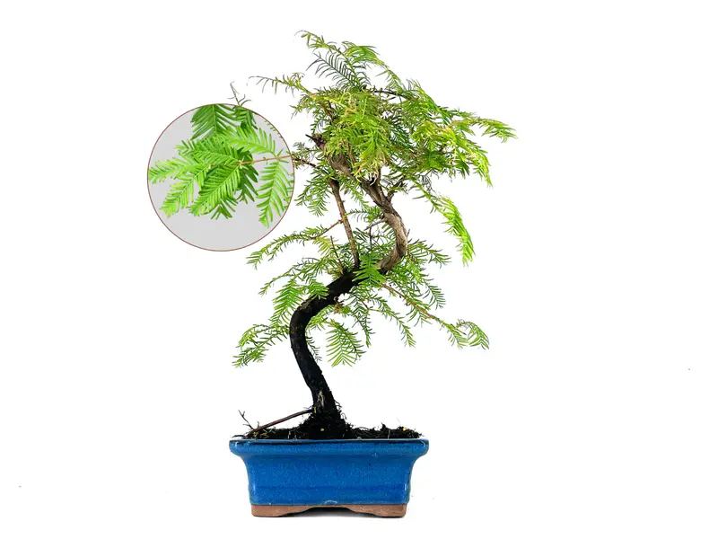 Bonsái Metasequoia 7 Años
