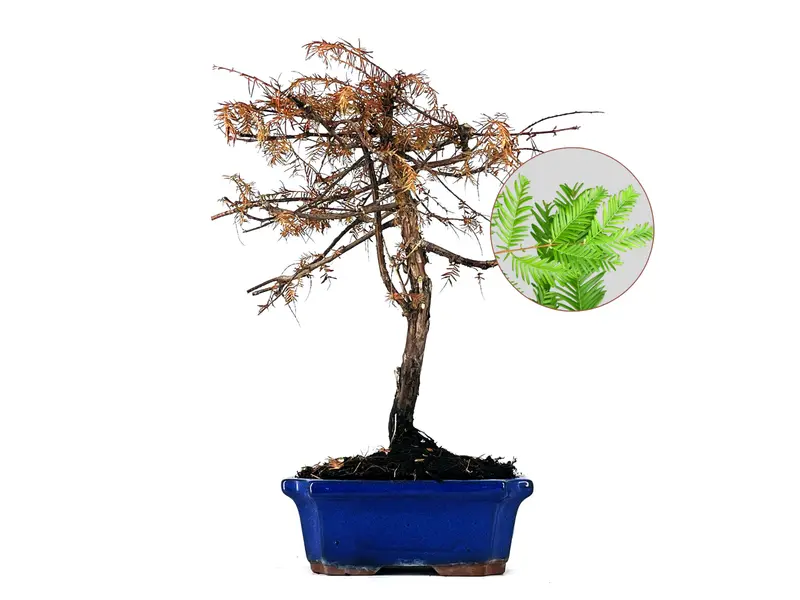 Bonsái Metasequoia 9 Años