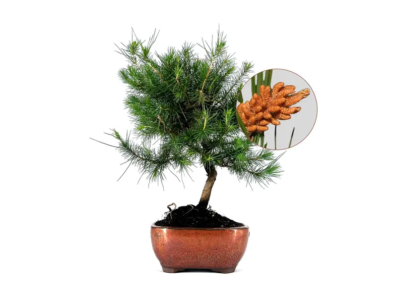 Bonsái Pinus Halepensis – Pino Carrasco 8 Años