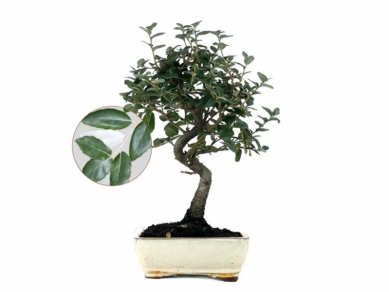 Bonsái Quercus Suber – Alcornoque 7 Años