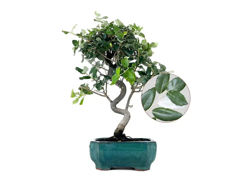 Bonsái Quercus Suber – Alcornoque 8 Años