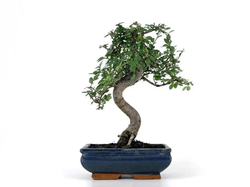 Bonsái Zelkova - Olmo Chino - 8 Años