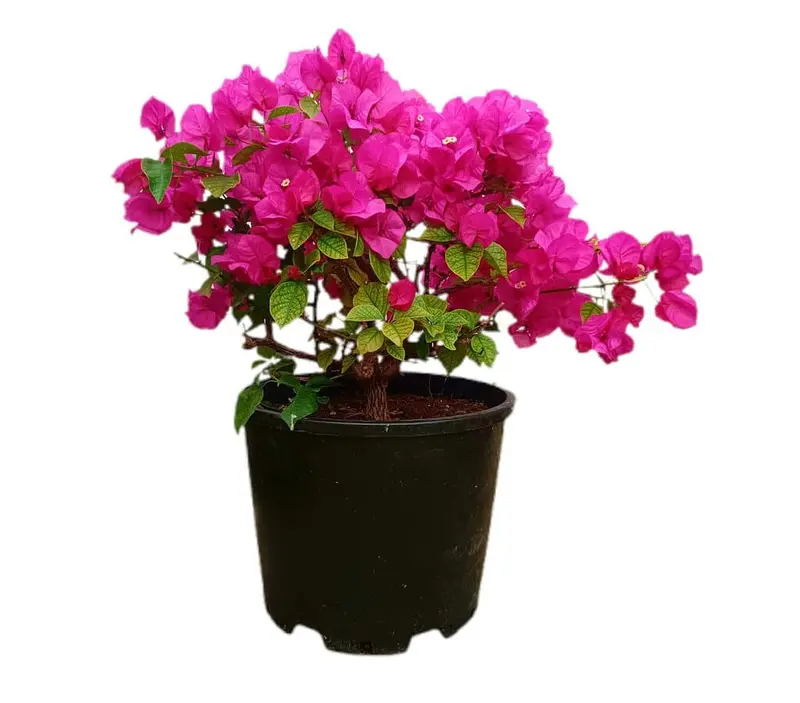 Bouganvillea Bola M35 40-60cm
