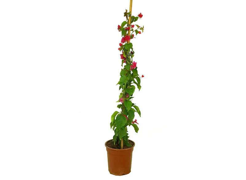 Bouganvillea Fucsia M30