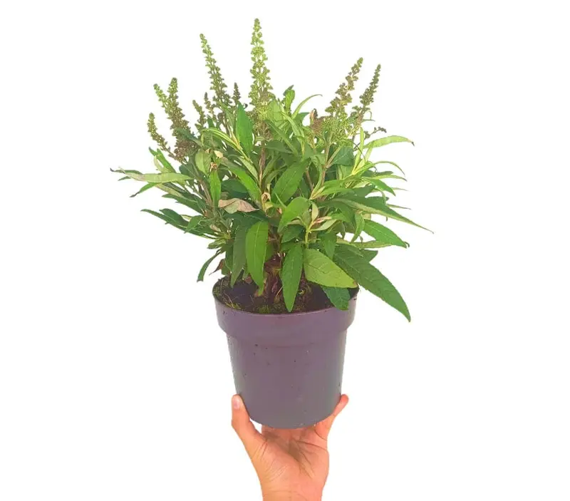 Buddleja Davidii M17