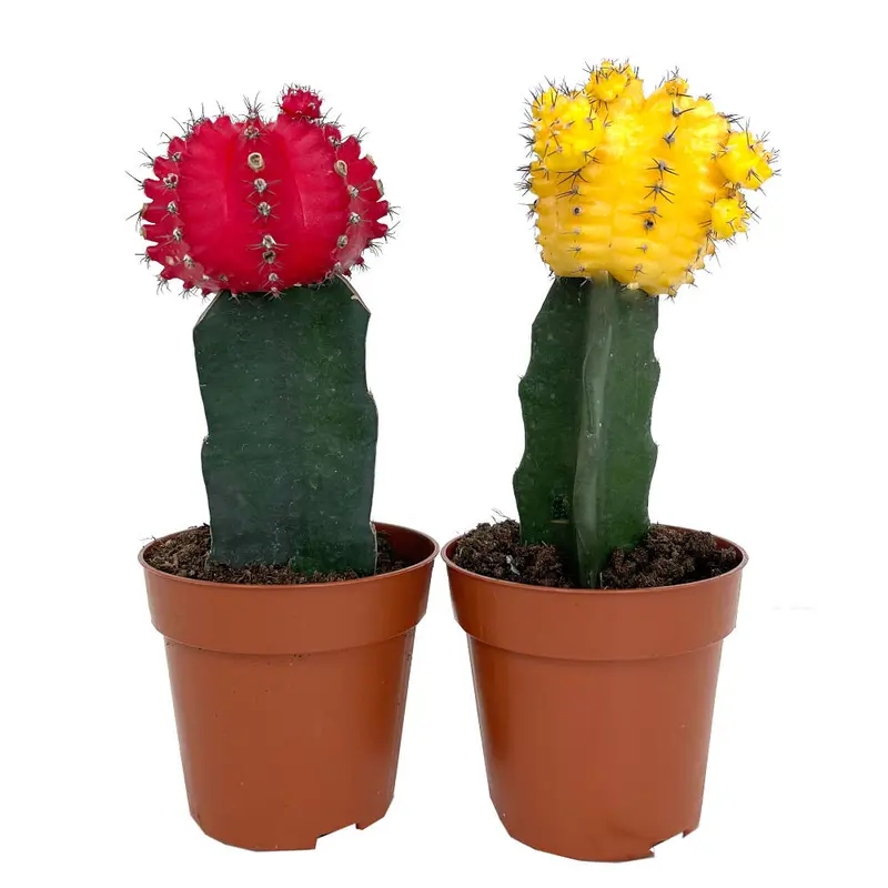 Cactus Injertado Gymnocalycium Japan M8 20cm