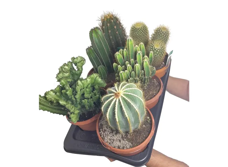 Cactus Mix M17 (unidad)
